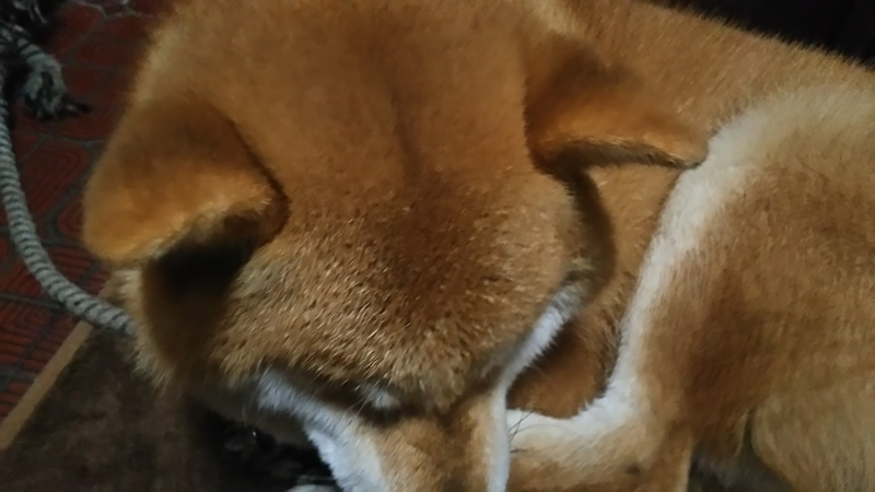 f:id:akita319:20171229130740j:image f:id:akita319:20171229130740j:image
