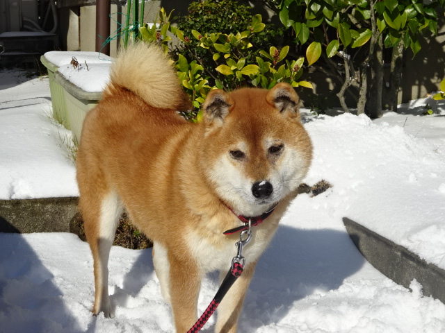 f:id:akita319:20180103111308j:image