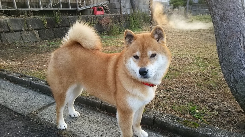 f:id:akita319:20180131203627j:image f:id:akita319:20180131203627j:image