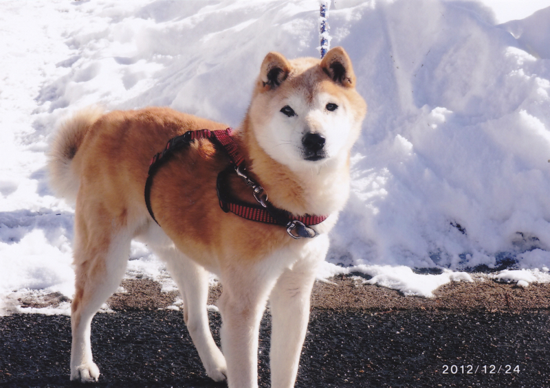 f:id:akita319:20180131203632j:image f:id:akita319:20180131203632j:image