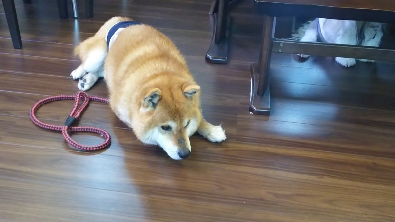 f:id:akita319:20180201210140j:image