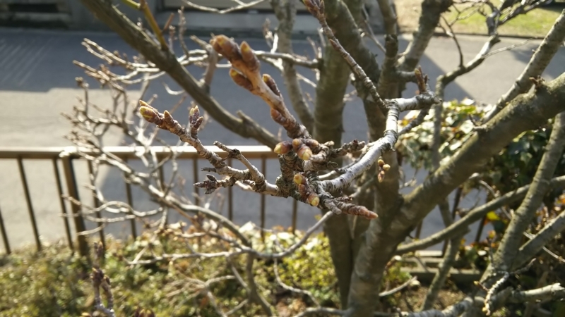 f:id:akita319:20180324091714j:image