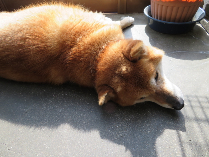 f:id:akita319:20180331094605j:image