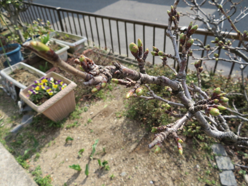 f:id:akita319:20180331095244j:image