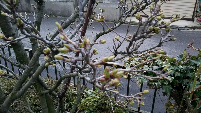 f:id:akita319:20180408093957j:image