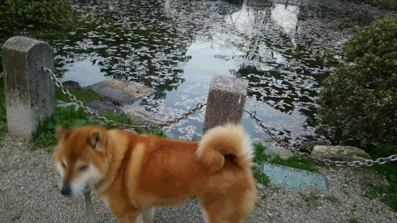 f:id:akita319:20180430065748j:image