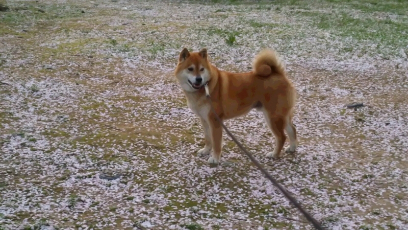 f:id:akita319:20180430070456j:image