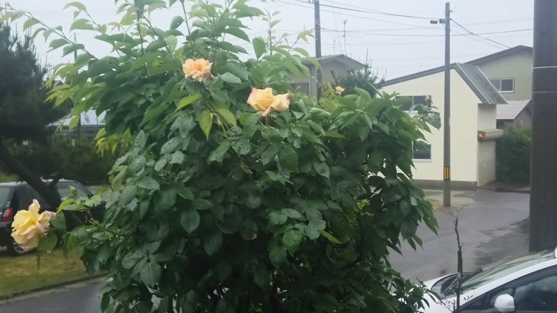 f:id:akita319:20180601061255j:image