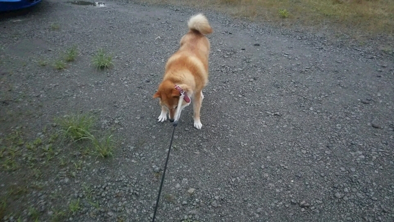 f:id:akita319:20180709224657j:image