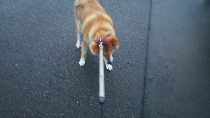 f:id:akita319:20180709224701j:image