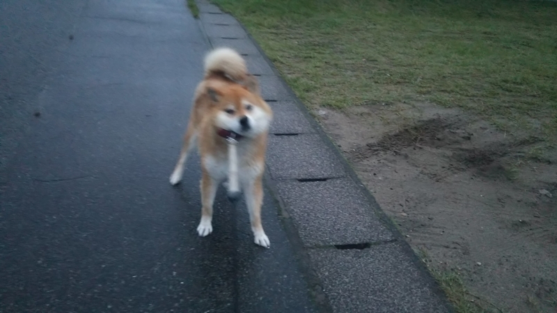 f:id:akita319:20180709224710j:image