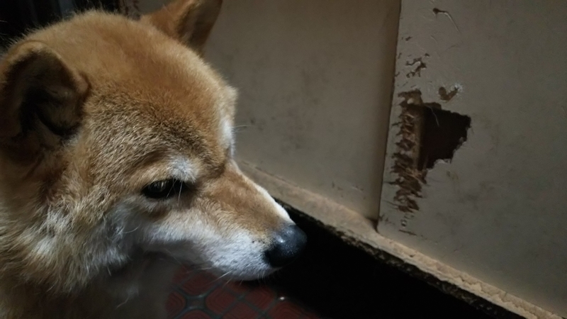 f:id:akita319:20180911214315j:image