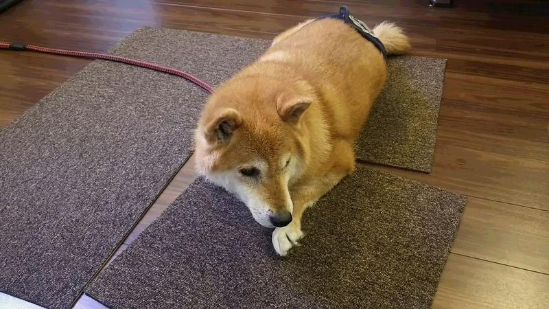 f:id:akita319:20181105203844j:image
