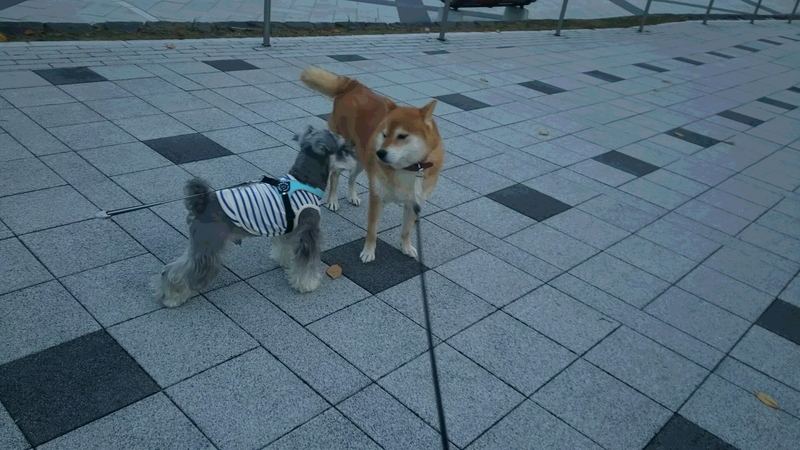 f:id:akita319:20181111180154j:image