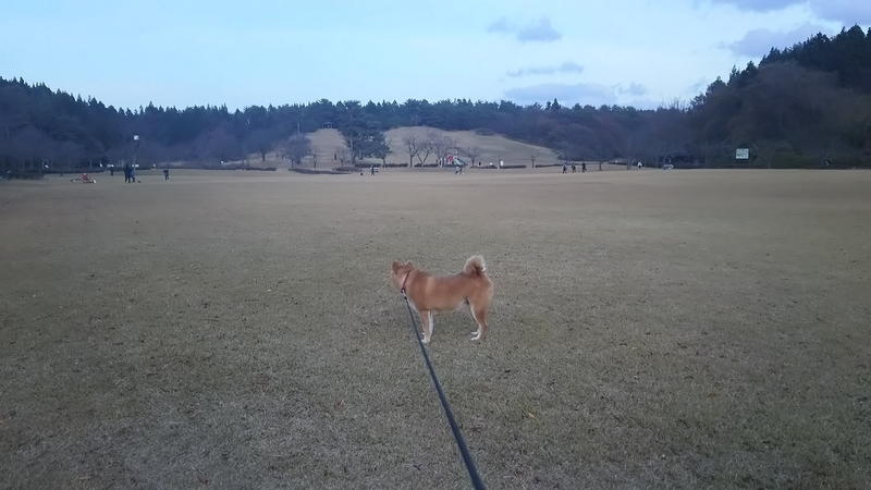 f:id:akita319:20181111180158j:image