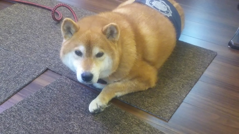 f:id:akita319:20190101002033j:image f:id:akita319:20190101002033j:image