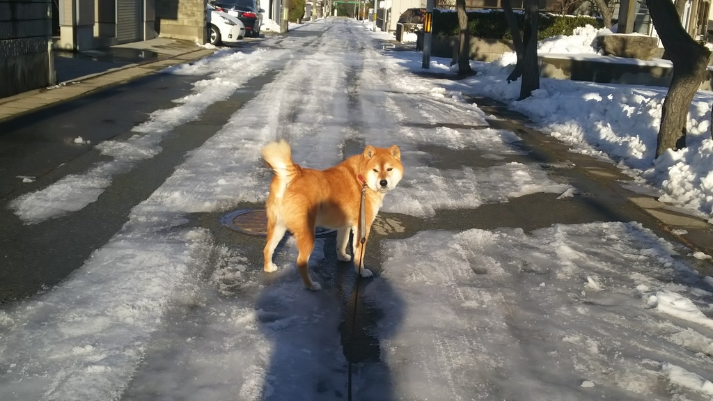 f:id:akita319:20190126224938j:plain