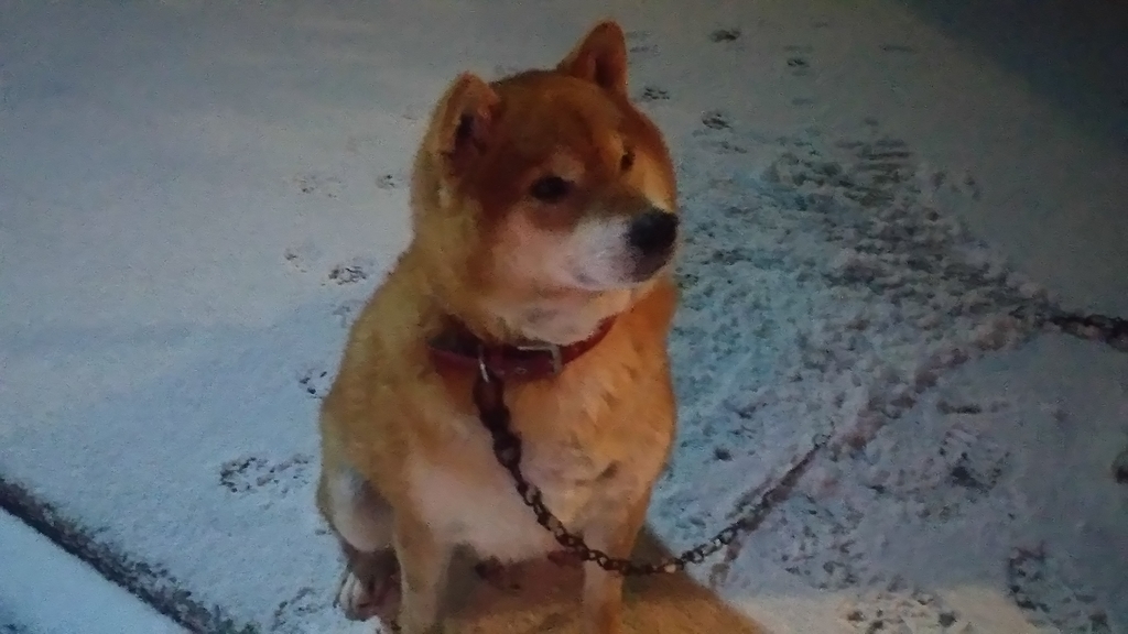f:id:akita319:20190201215809j:plain