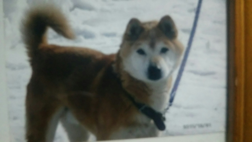 f:id:akita319:20190201215835j:plain