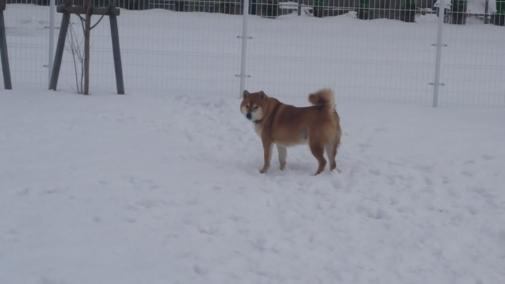 f:id:akita319:20190217200739j:plain
