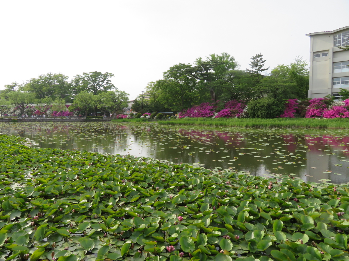 f:id:akita319:20190527221949j:plain