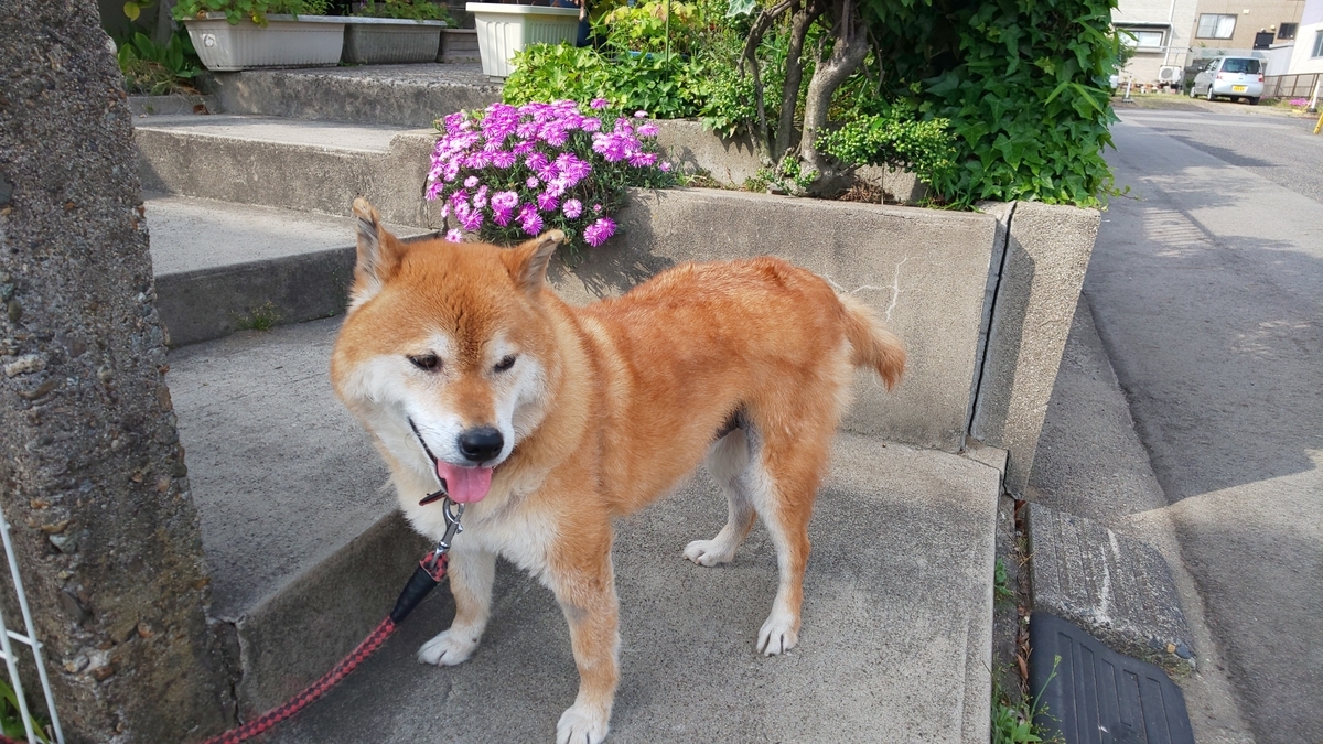 f:id:akita319:20190609210407j:plain f:id:akita319:20190609210407j:plain