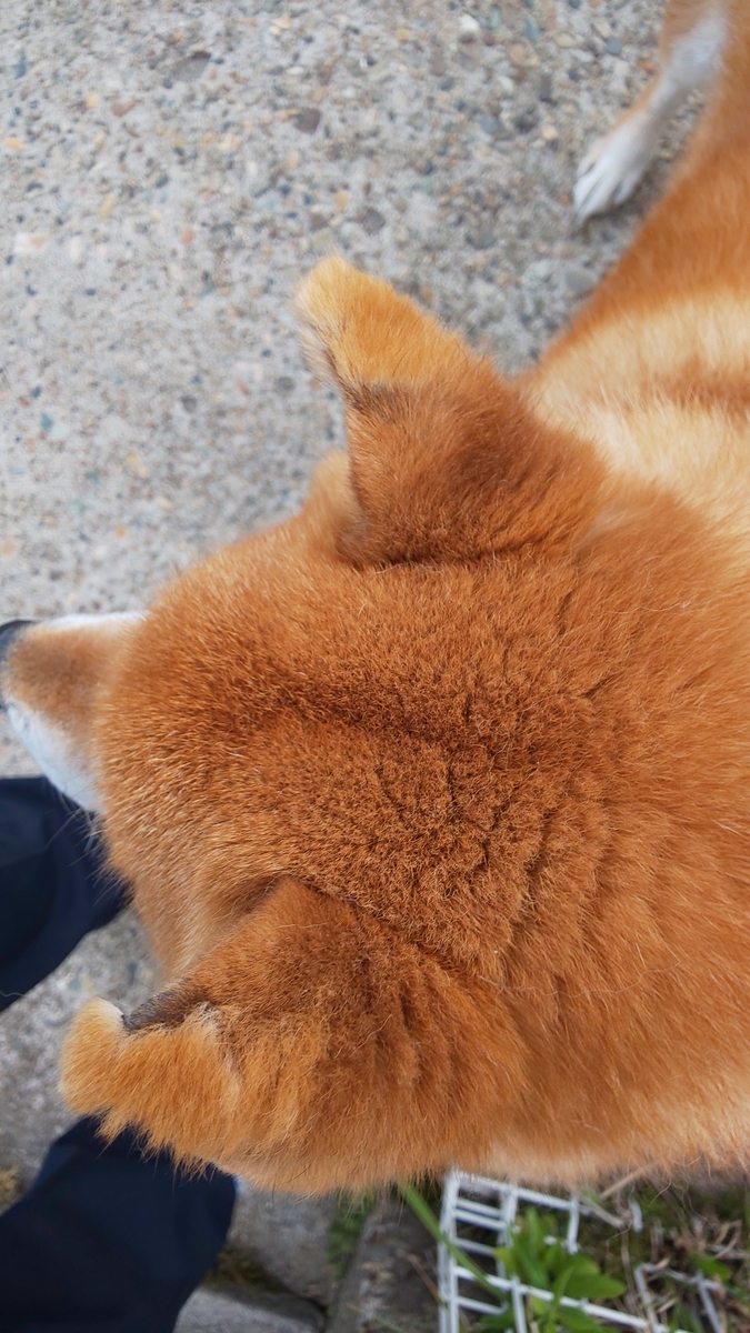 f:id:akita319:20190609210541j:plain f:id:akita319:20190609210541j:plain