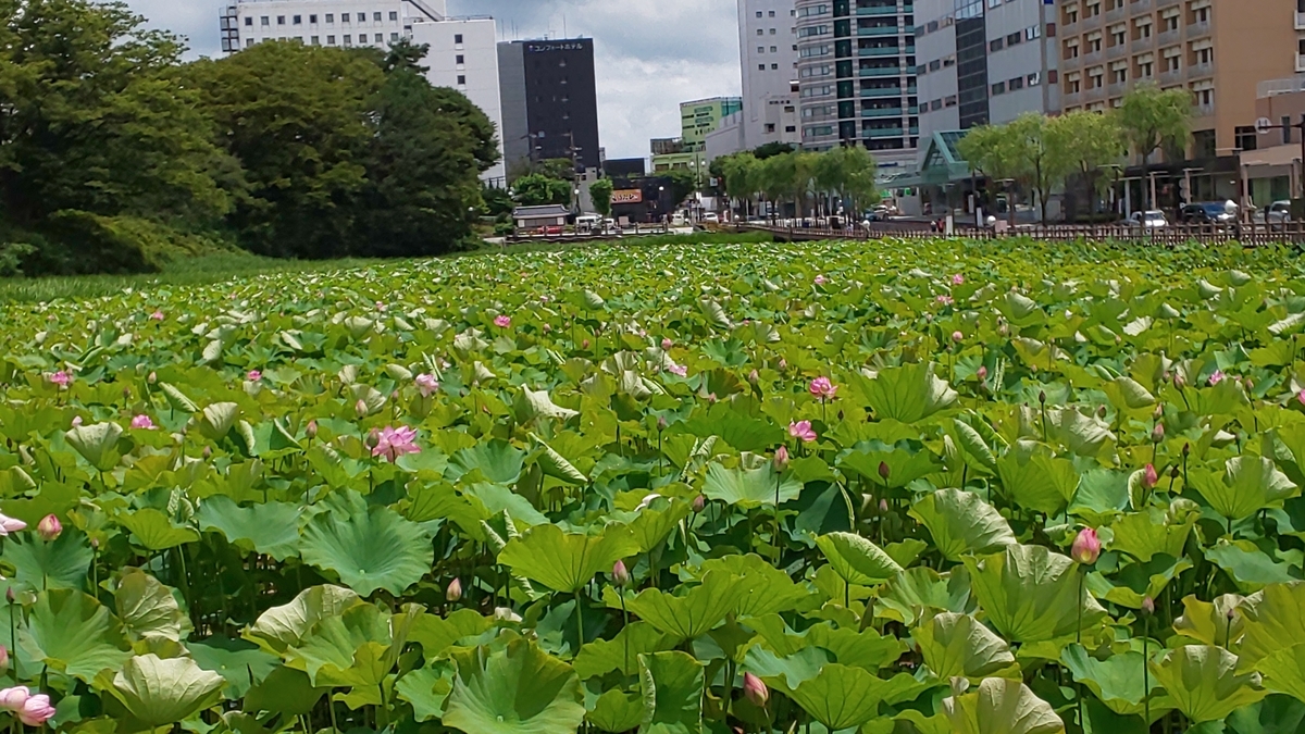 f:id:akita319:20190715102613j:plain