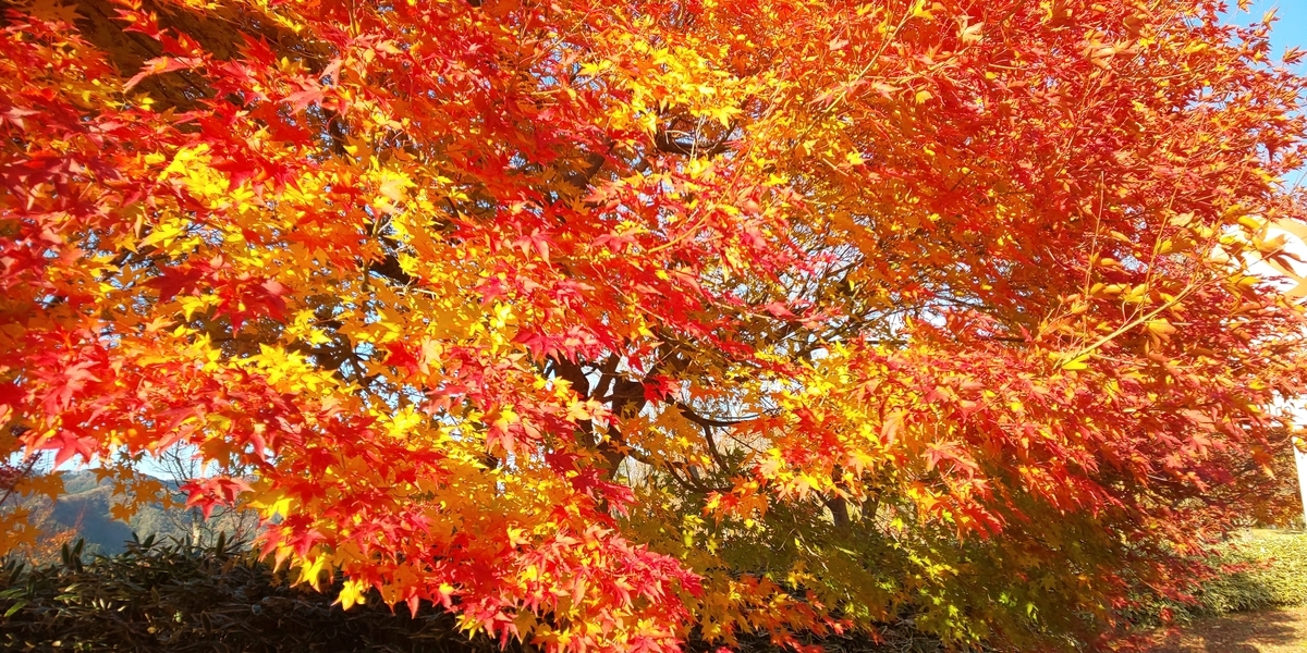f:id:akita319:20191117205145j:plain