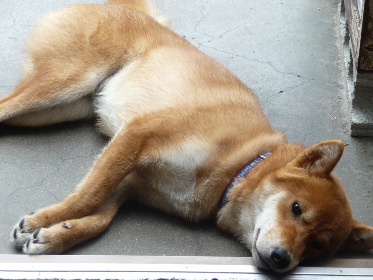 f:id:akita319:20200201182837j:plain