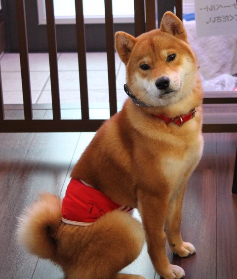 f:id:akita319:20200201183012j:plain