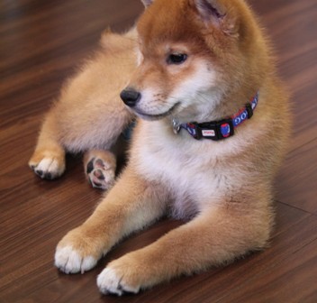 f:id:akita319:20200201183035j:plain