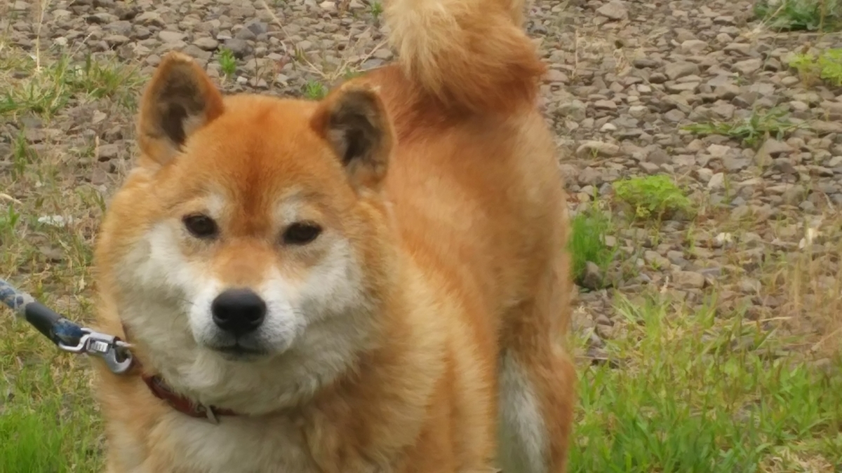 f:id:akita319:20200201183147j:plain