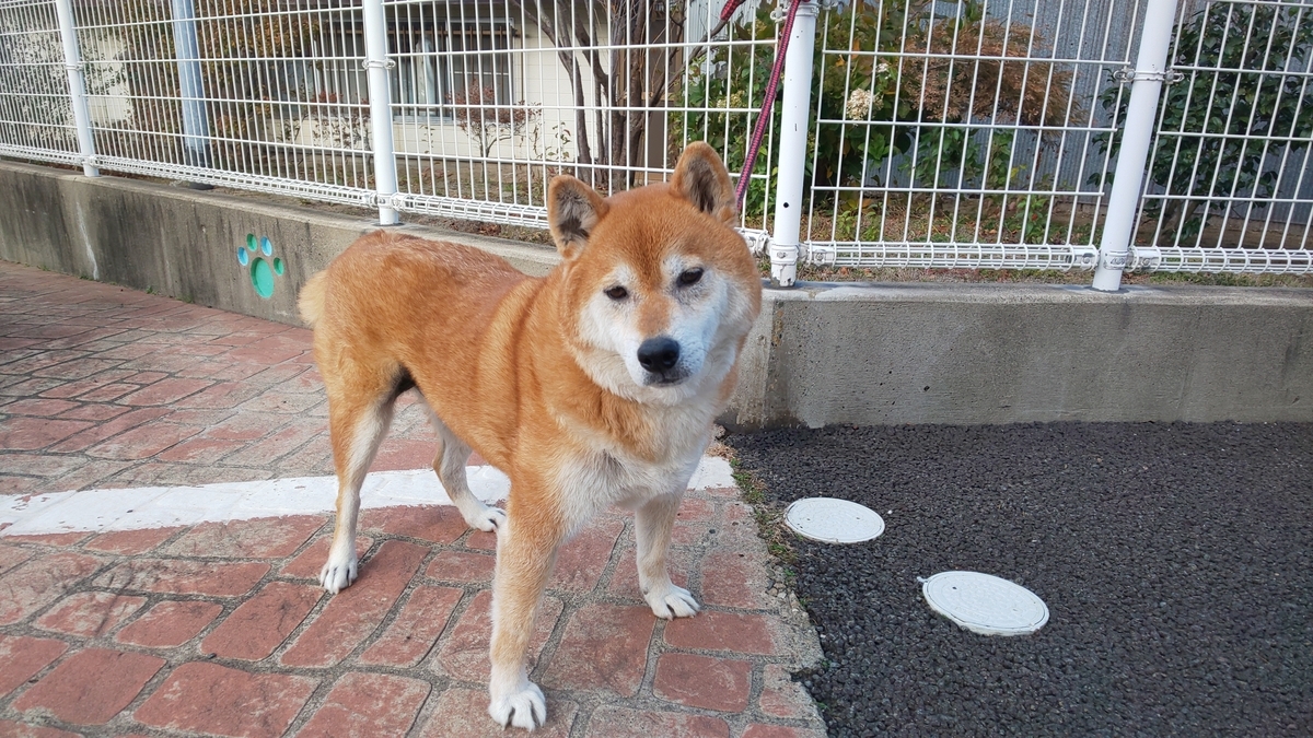 f:id:akita319:20200201183252j:plain