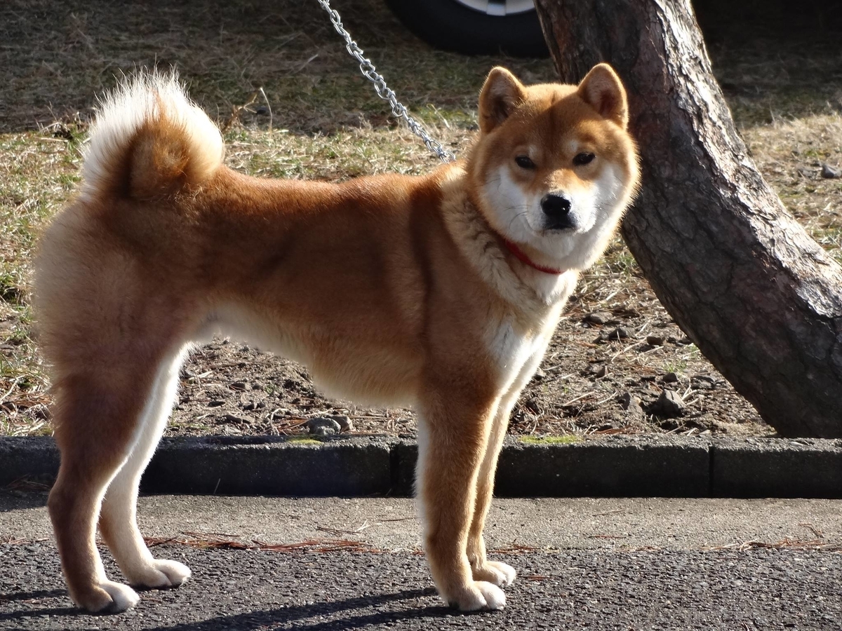 f:id:akita319:20200201183845j:plain