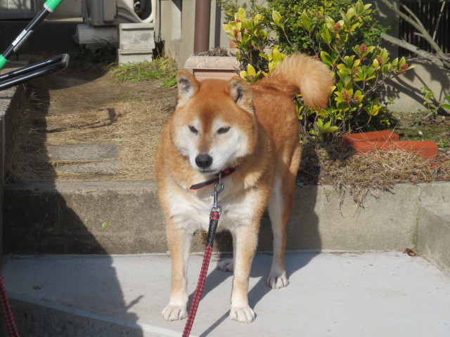 f:id:akita319:20200201184547j:plain