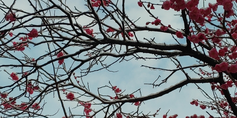f:id:akita319:20200324073018j:plain