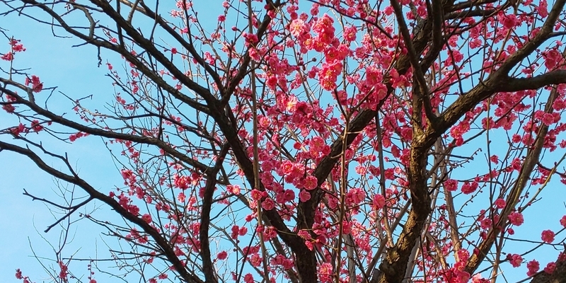 f:id:akita319:20200324073028j:plain