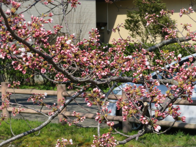 f:id:akita319:20200412082533j:plain