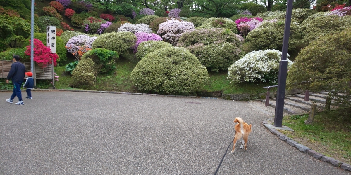 f:id:akita319:20200517183658j:plain