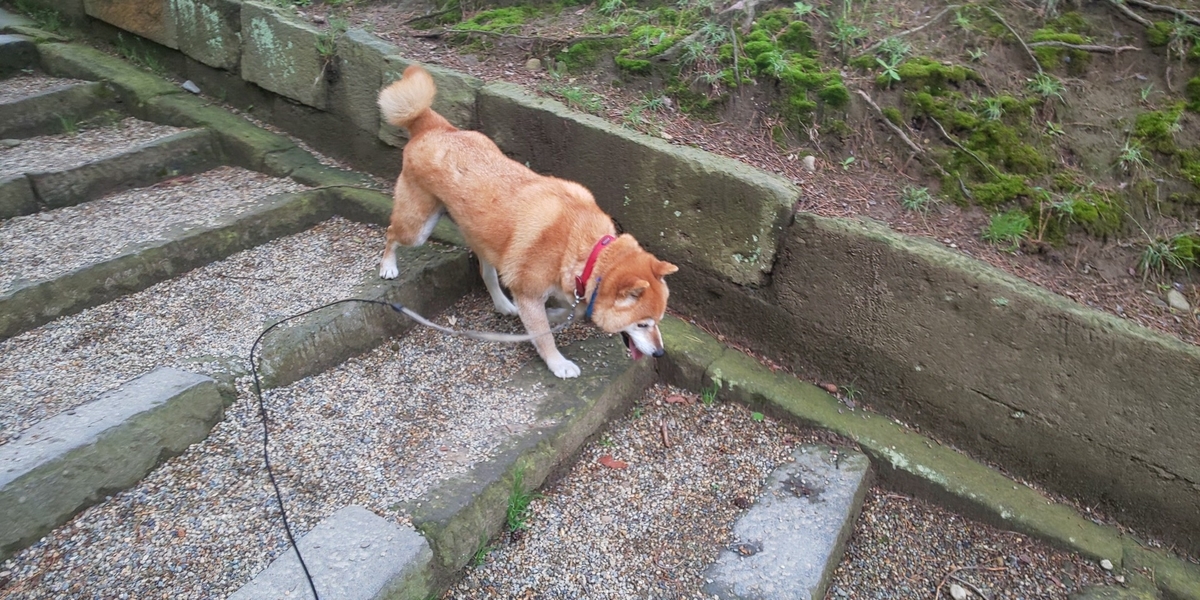 f:id:akita319:20200517183739j:plain