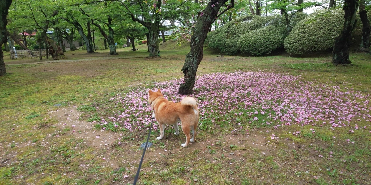 f:id:akita319:20200517183854j:plain