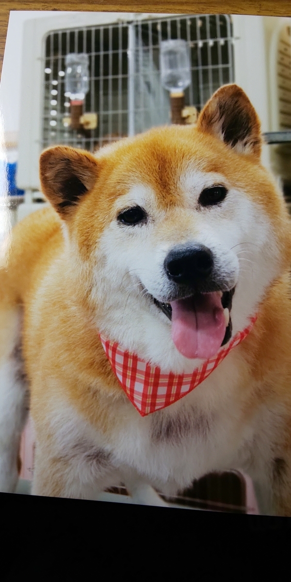 f:id:akita319:20200802060514j:plain