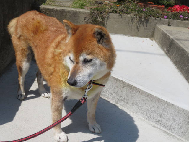 f:id:akita319:20200816201414j:plain