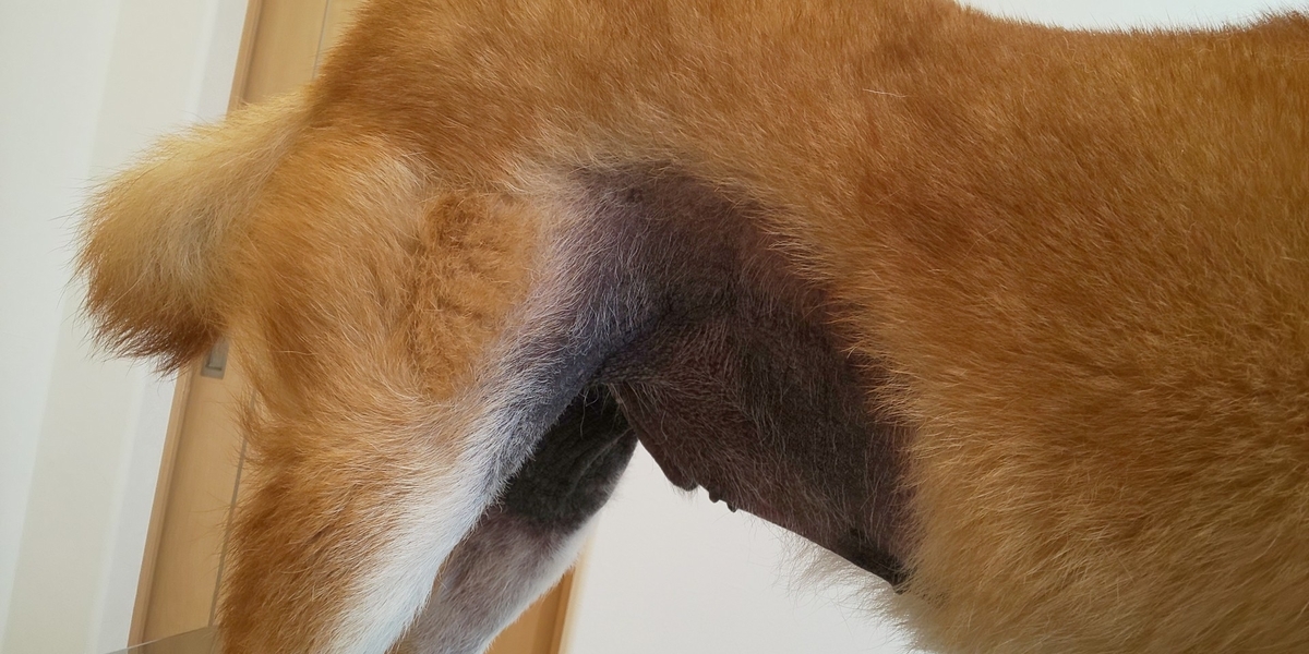 f:id:akita319:20200928205040j:plain