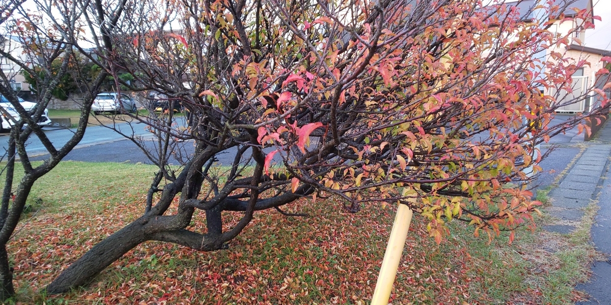 f:id:akita319:20201018184201j:plain
