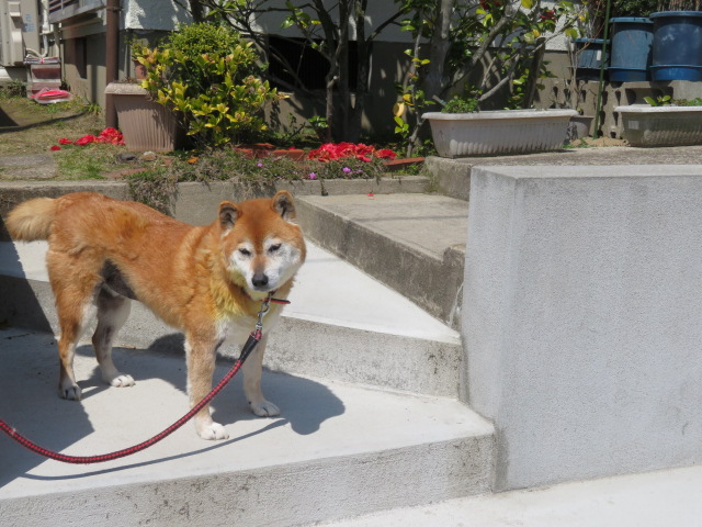 f:id:akita319:20210920192427j:plain