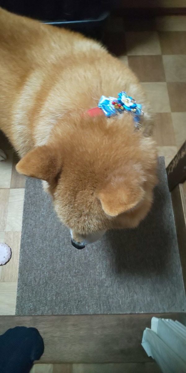 f:id:akita319:20220102101506j:plain