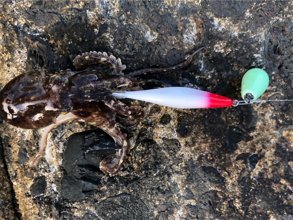 笠岡 イイダコフェス 岡山シーバス Ino S Fishing Style