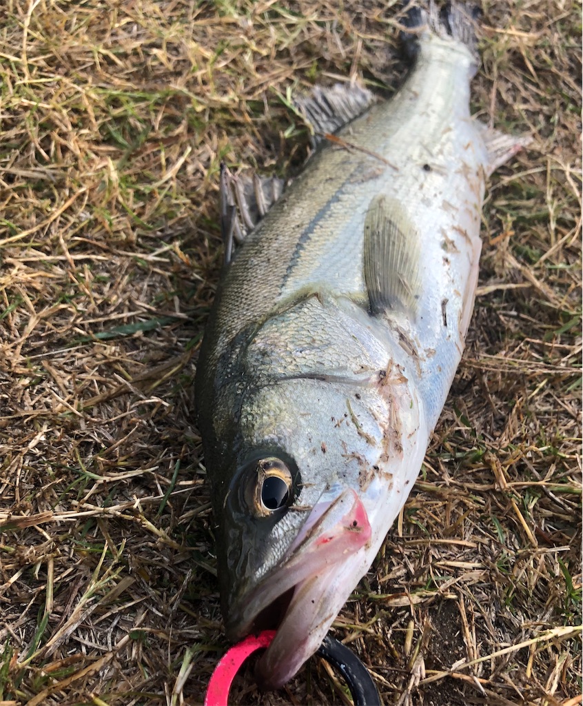 児島湾 晩秋のデイゲーム 岡山シーバス Ino S Fishing Style